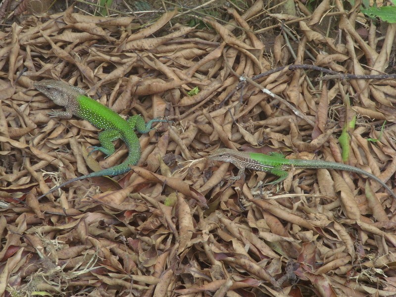 Foto de Leticia (Amazonas), Colombia