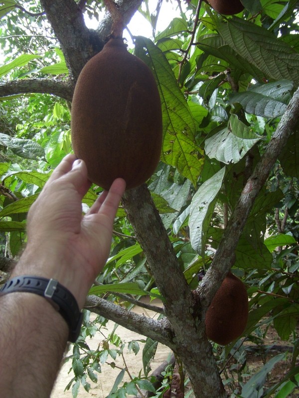 Foto: cupuazú - Leticia (Amazonas), Colombia