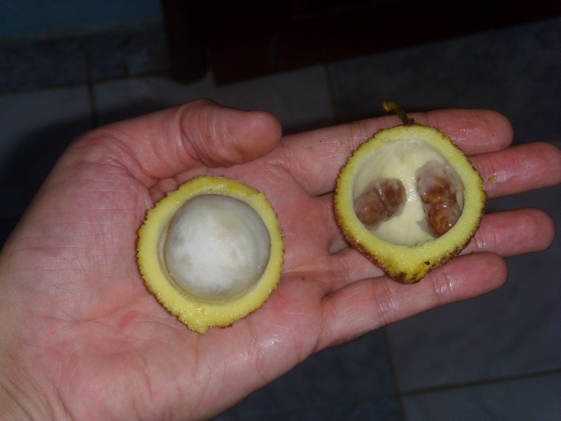 Foto: madroño - Tabatinga (Amazonas), Brasil