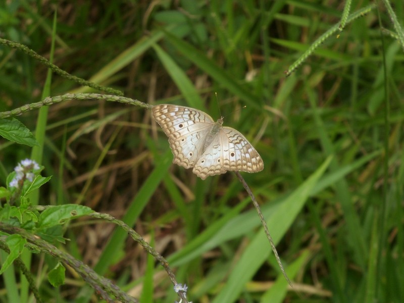 Foto de Leticia (Amazonas), Colombia