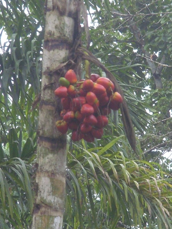 Foto: chontaduro - Leticia (Amazonas), Colombia