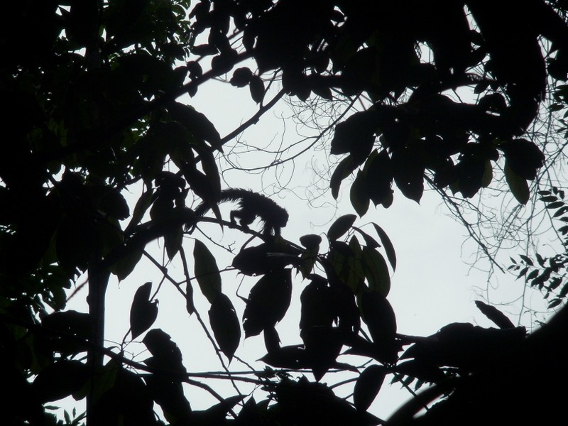 Foto: Instituto Nacional de Pesquisas Amazônicas - Manaus (Amazonas), Brasil