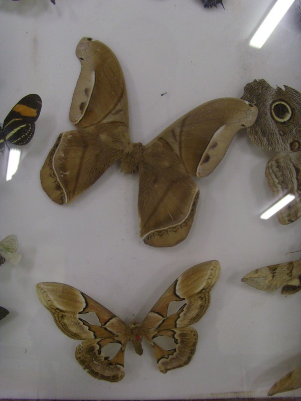 Foto: Instituto Nacional de Pesquisas Amazônicas - Manaus (Amazonas), Brasil