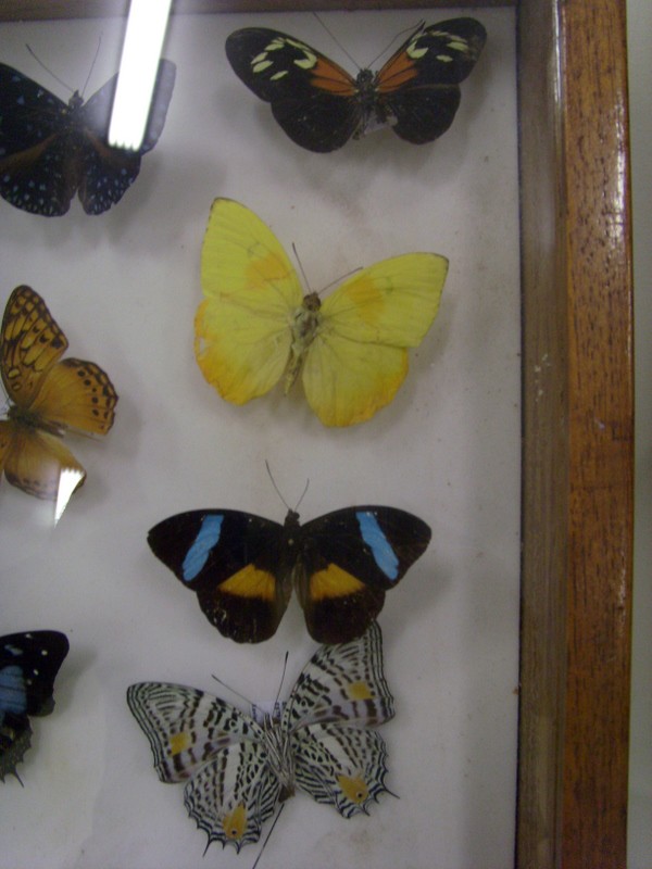 Foto: Instituto Nacional de Pesquisas Amazônicas - Manaus (Amazonas), Brasil