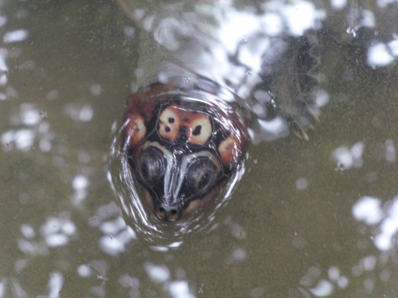 Foto: tortuga - Manaus (Amazonas), Brasil