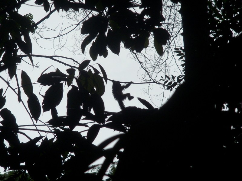 Foto: Instituto Nacional de Pesquisas Amazônicas - Manaus (Amazonas), Brasil