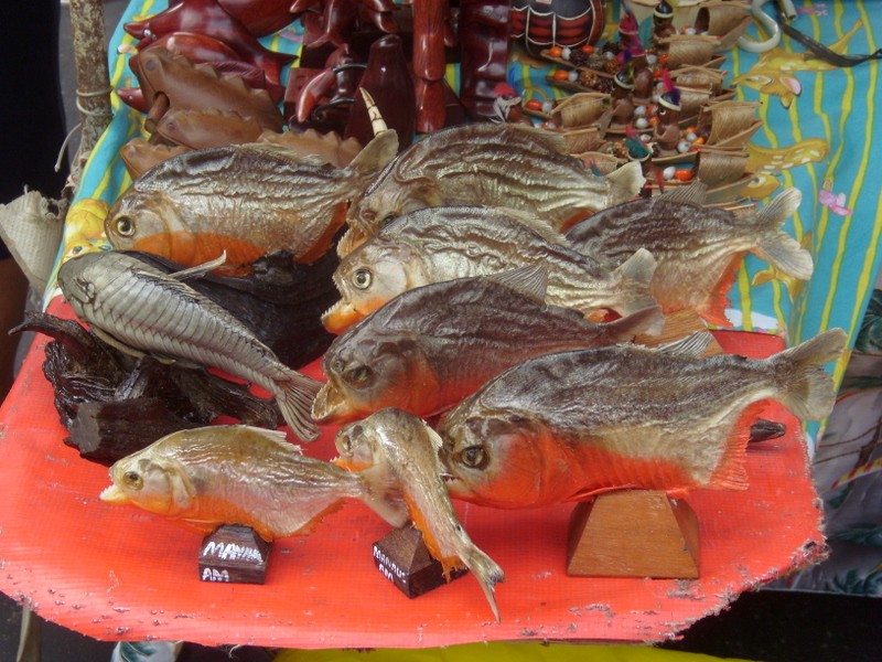 Foto: feria de los martes; pirañas - Manaus (Amazonas), Brasil