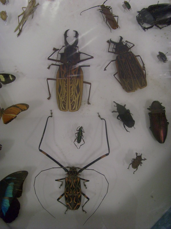 Foto: Instituto Nacional de Pesquisas Amazônicas - Manaus (Amazonas), Brasil