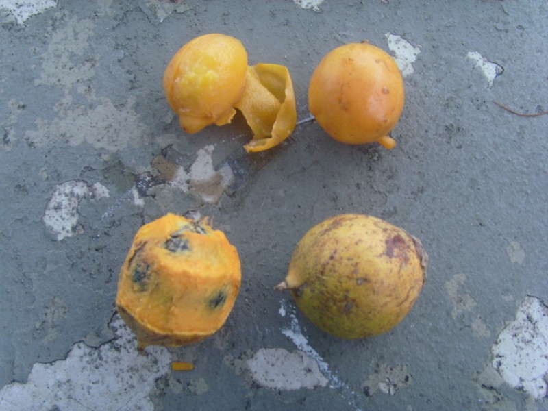 Foto: taperebá (arriba) y tucumã (abajo) - Manaus (Amazonas), Brasil