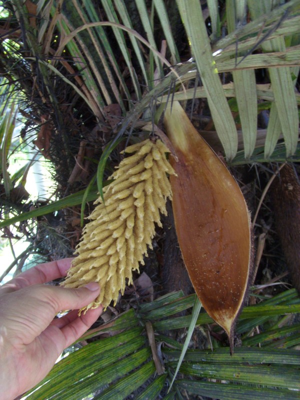 Foto: Zoológico del Ejército - Manaus (Amazonas), Brasil