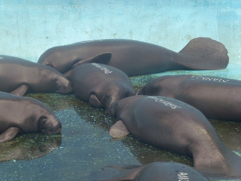 Foto: manatíes (peixe boi, - Manaus (Amazonas), Brasil