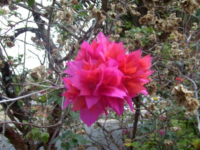 Foto de Boa Vista (Roraima), Brasil