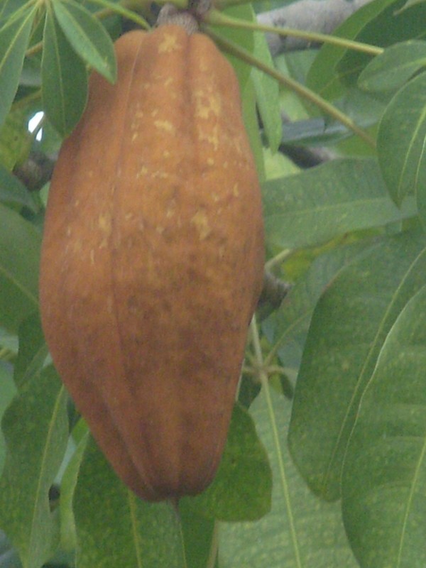 Foto de Boa Vista (Roraima), Brasil