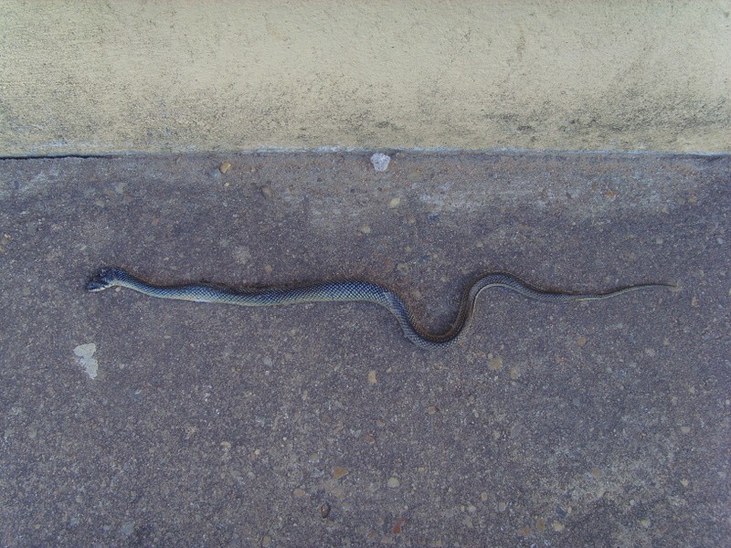 Foto: ofidio fallecido - Boa Vista (Roraima), Brasil