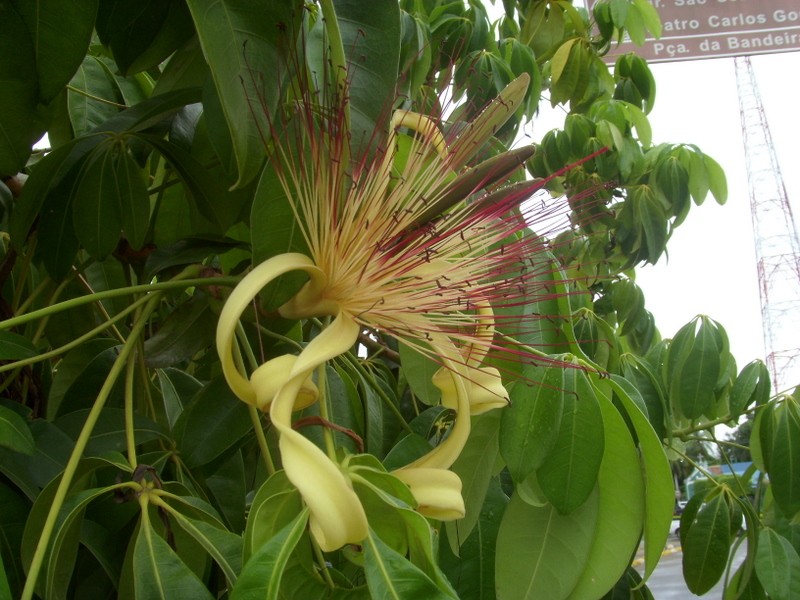 Foto de Boa Vista (Roraima), Brasil