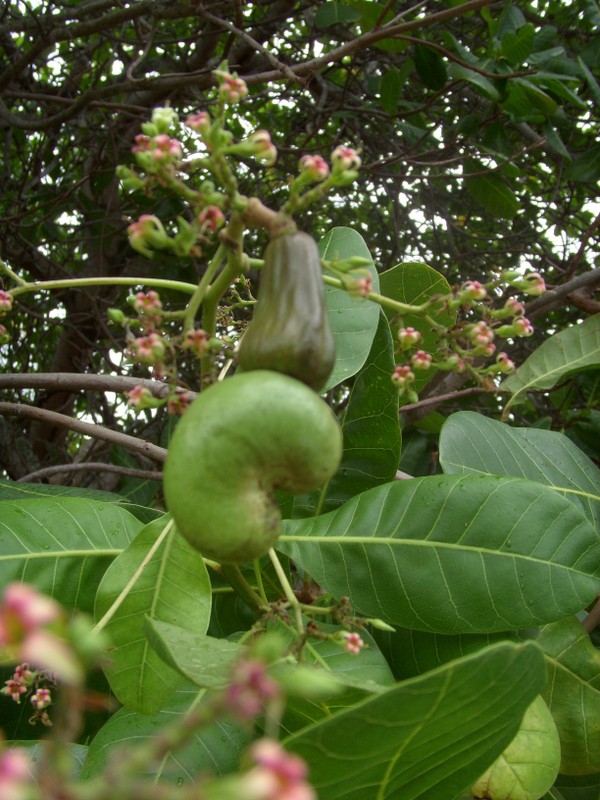 Foto: cajú, marañón - Boa Vista (Roraima), Brasil