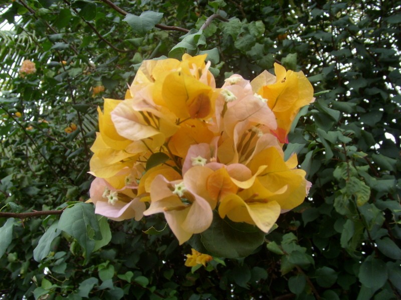 Foto de Boa Vista (Roraima), Brasil
