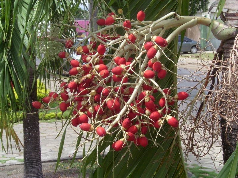 Foto de Boa Vista (Roraima), Brasil