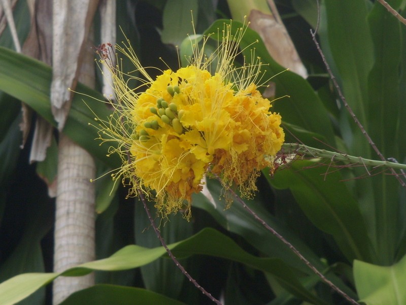 Foto de Boa Vista (Roraima), Brasil