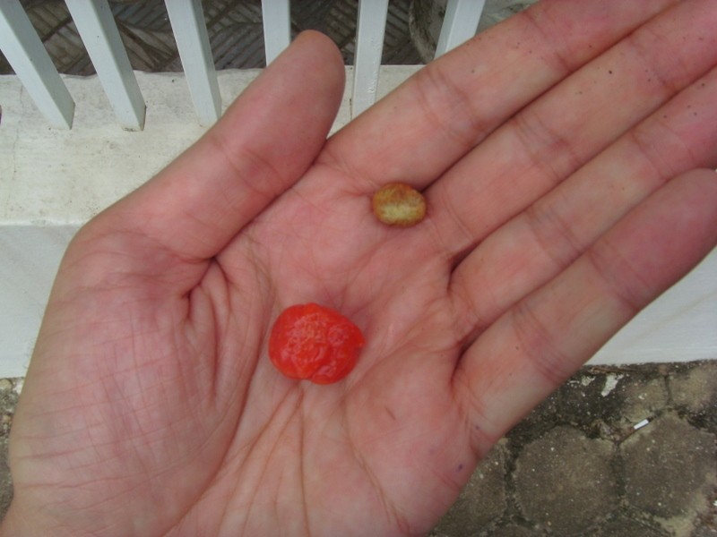 Foto: pitanga, cereza de Cayena, cereza cuadrada - Boa Vista (Roraima), Brasil