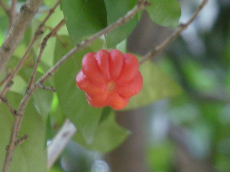 Foto: pitanga, cereza de Cayena, cereza cuadrada - Boa Vista (Roraima), Brasil