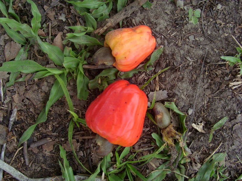 Foto: cajú - Lethem, Guyana