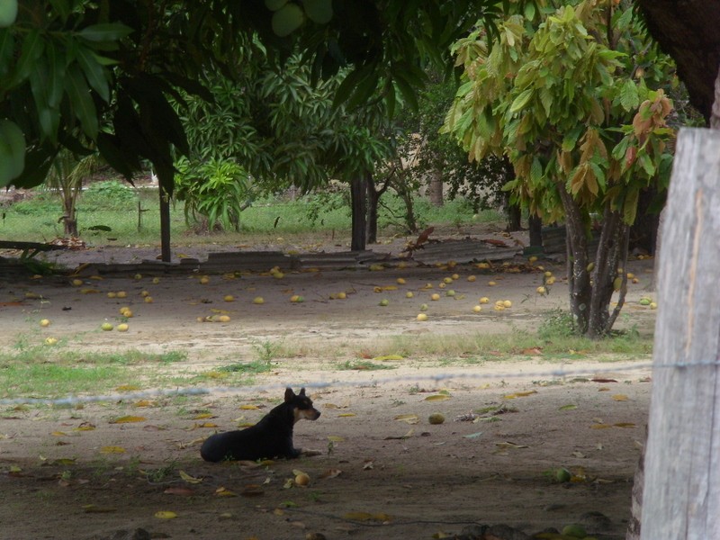 Foto: mangos desaparramados - Bonfim (Roraima), Brasil