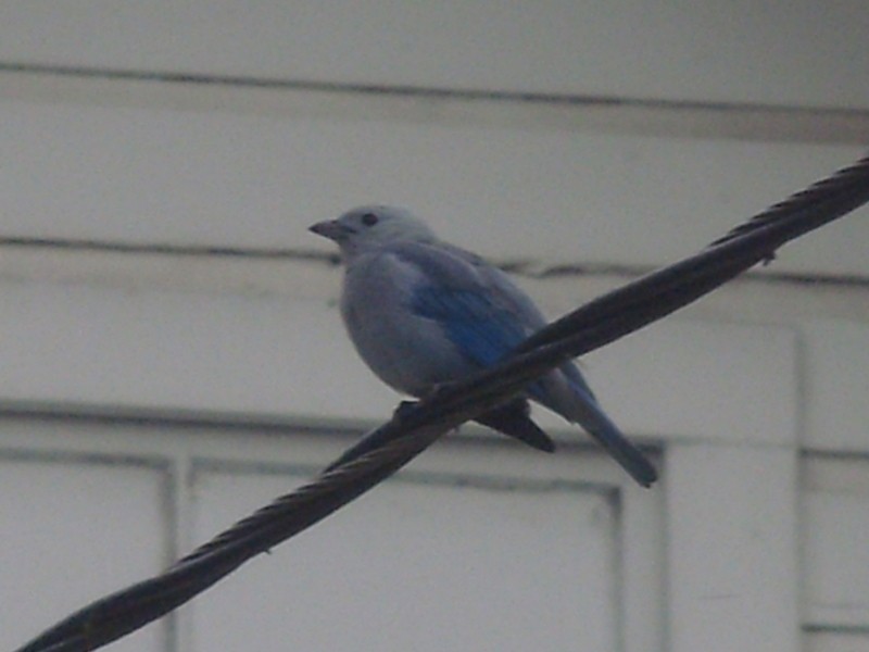 Foto: tángara azulada - Georgetown, Guyana