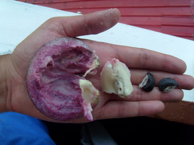 Foto: caimito - Georgetown, Guyana