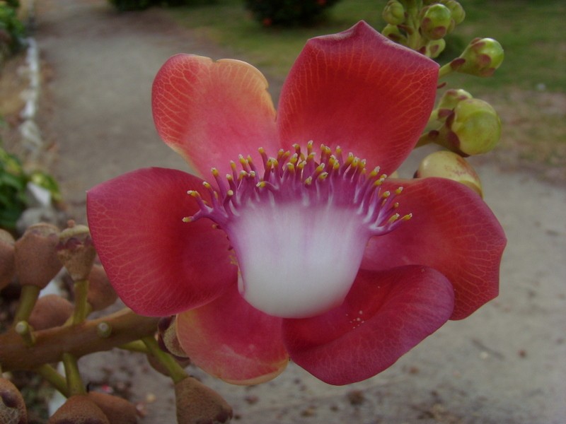 Foto: flor del taparón - Georgetown, Guyana