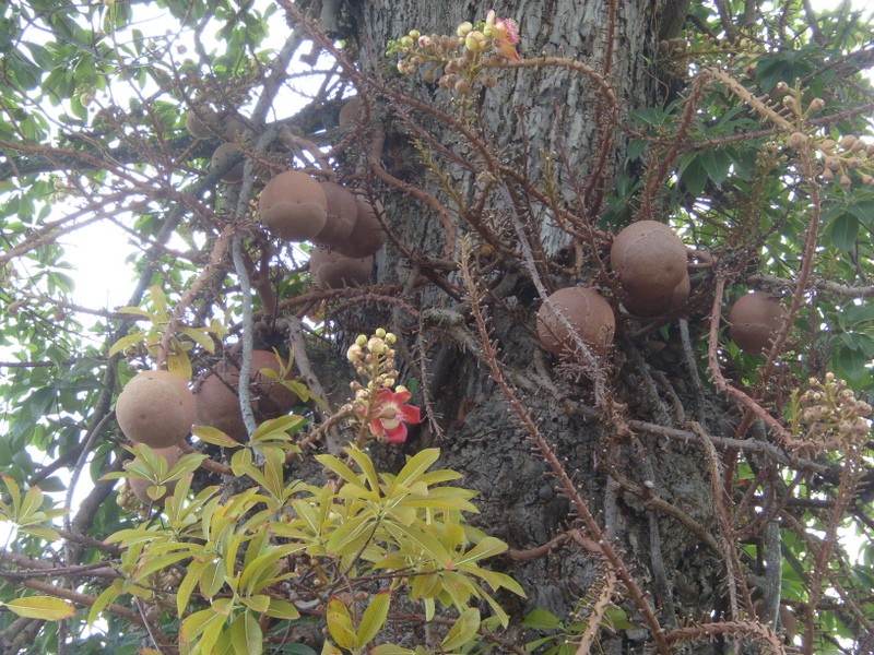 Foto: taparón o árbol bala de cañón, o coco de mono - Georgetown, Guyana