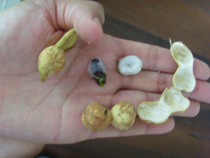 Foto: pacay (por lo menos una variedad menor) - Georgetown, Guyana