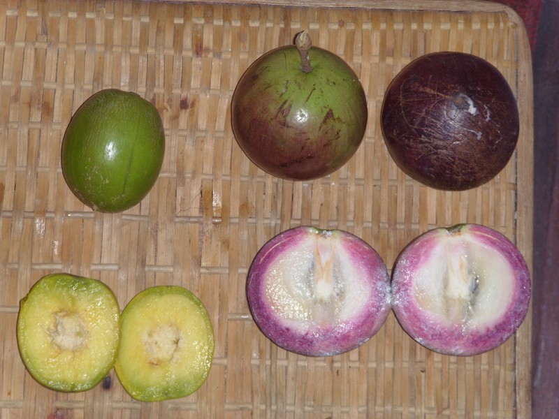 Foto: jobo indio y caimito - Georgetown, Guyana