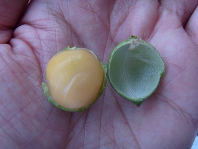 Foto: mamón, mamoncillo o quenepa - Georgetown, Guyana