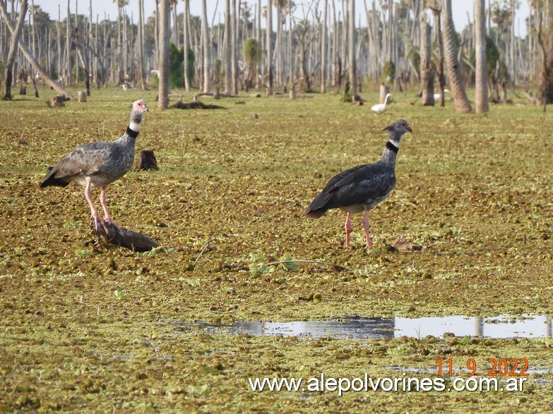 Foto: Bañado La Estrella - Formosa - Bañado La Estrella (Formosa), Argentina
