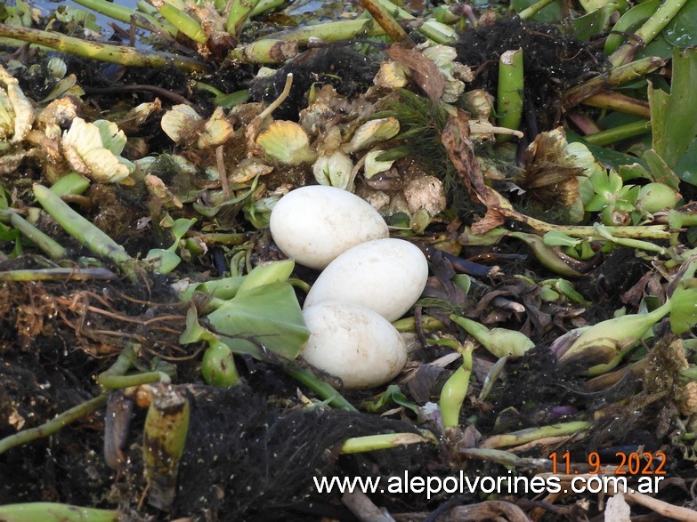Foto: Bañado La Estrella - Formosa - Bañado La Estrella (Formosa), Argentina