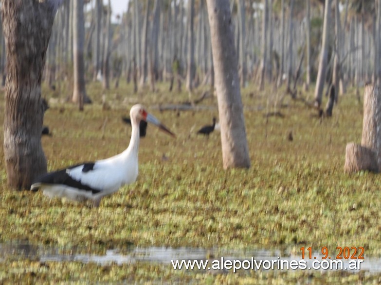 Foto: Bañado La Estrella - Formosa - Bañado La Estrella (Formosa), Argentina