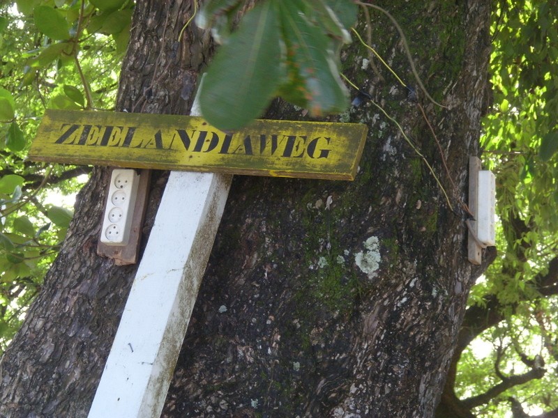 Foto: árbol con tomacorrientes - Paramaribo, Surinam