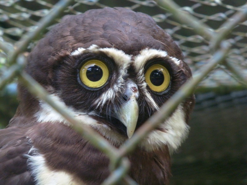 Foto: búho de anteojos, zoológico de Paramaribo - Paramaribo, Surinam