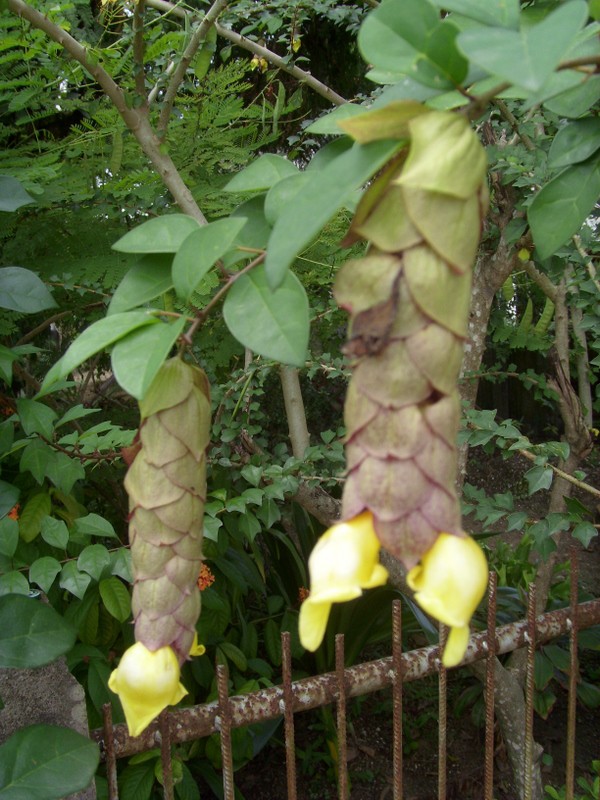 Foto de Paramaribo, Surinam