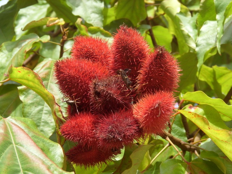 Foto: achiote - Paramaribo, Surinam