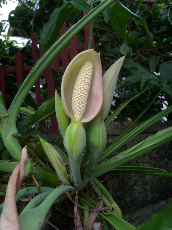 Foto: especie vegetal no identificada - Paramaribo, Surinam