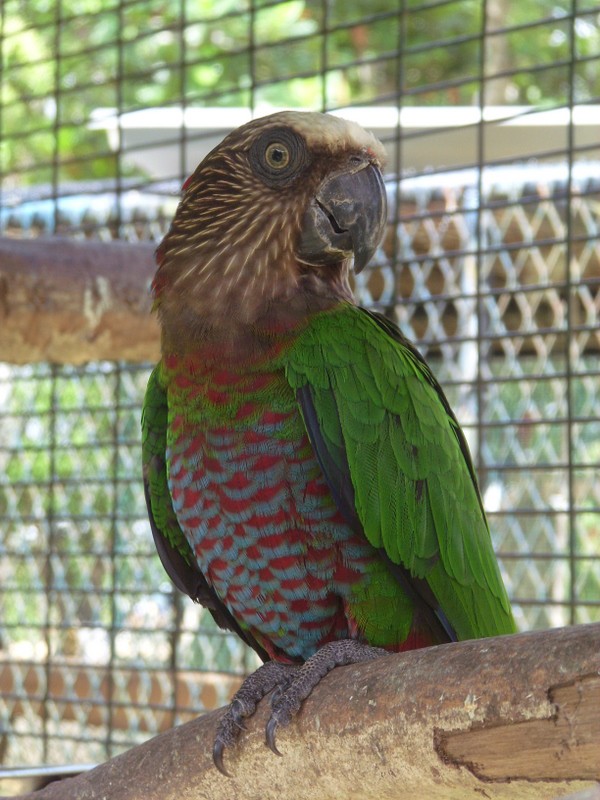 Foto: loro abanico rojo, zoológico de Paramaribo - Paramaribo, Surinam
