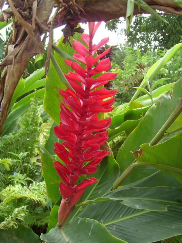 Foto de Paramaribo, Surinam
