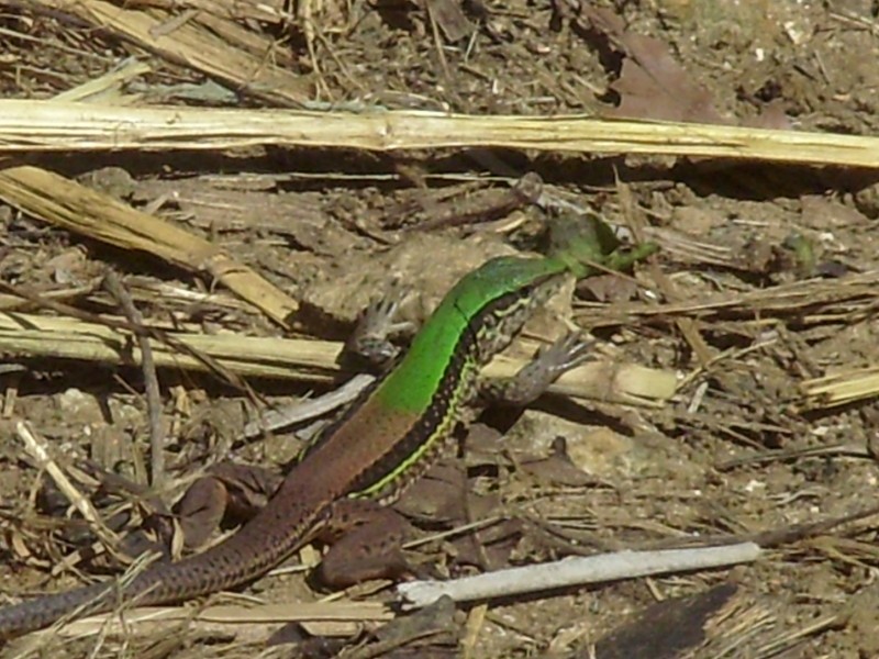 Foto de Paramaribo, Surinam
