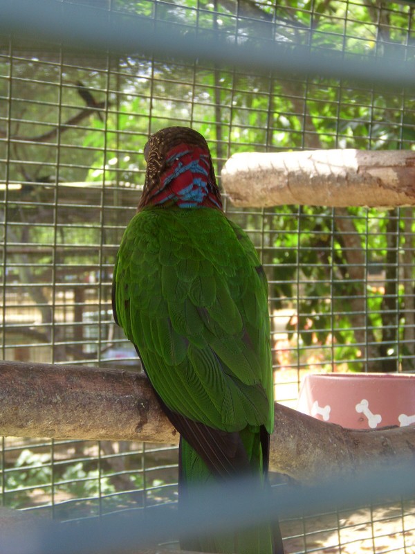 Foto: loro abanico rojo, zoológico de Paramaribo - Paramaribo, Surinam