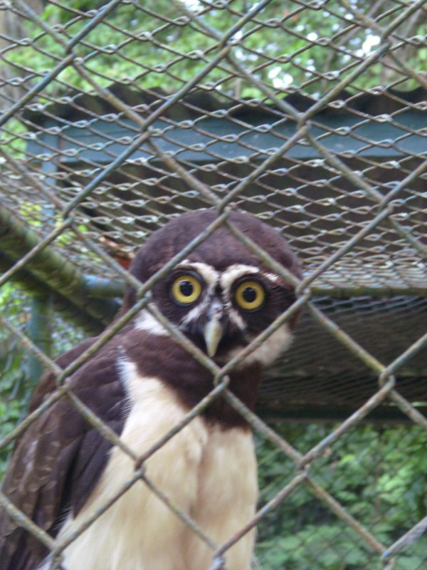 Foto: búho de anteojos, zoológico de Paramaribo - Paramaribo, Surinam