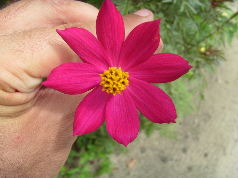 Foto de Paramaribo, Surinam