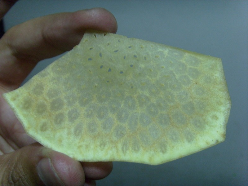 Foto: chip de fruto de árbol del pan - Paramaribo, Surinam