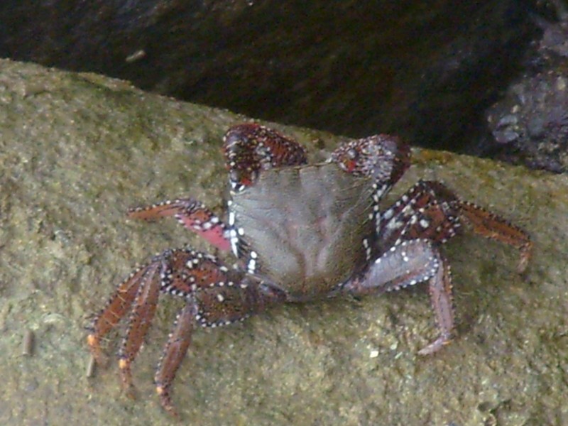 Foto de Nieuw Amsterdam, Surinam